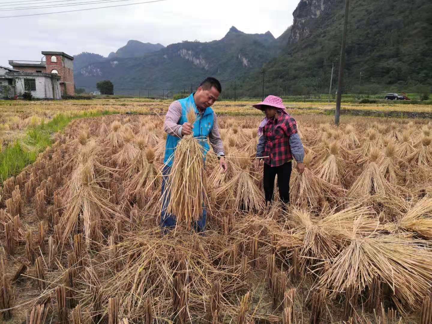 走进田间地头帮收割（拍摄：邓小叶）.jpg